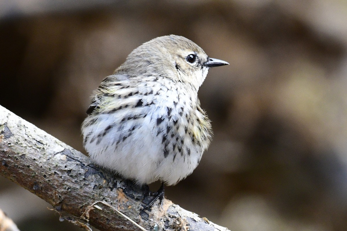 Kronenwaldsänger (coronata) - ML658570918