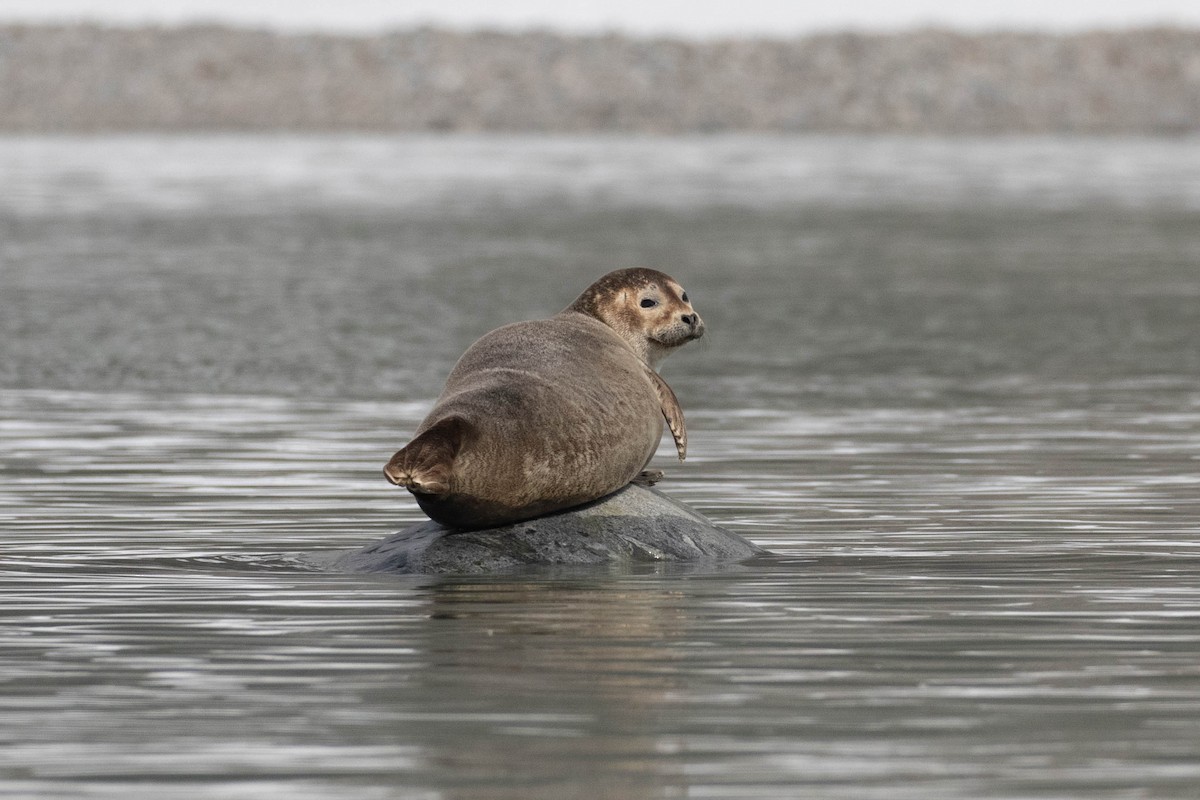 Atlantic Harbor Seal - ML658571403
