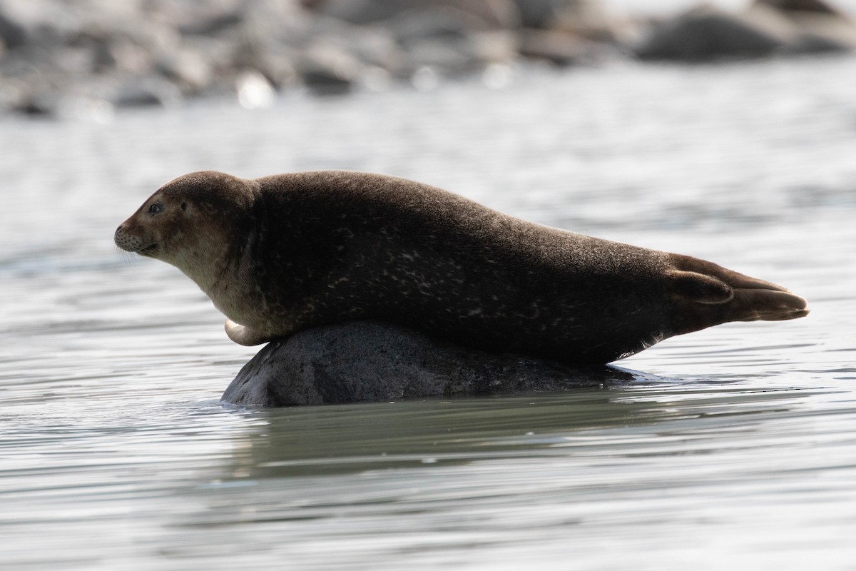 Atlantic Harbor Seal - ML658571404