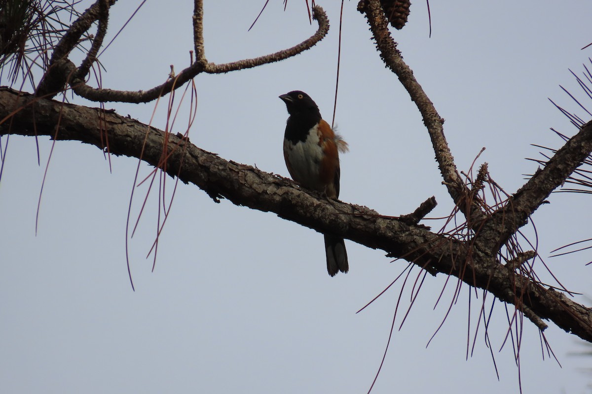 Eastern Towhee - ML658572455