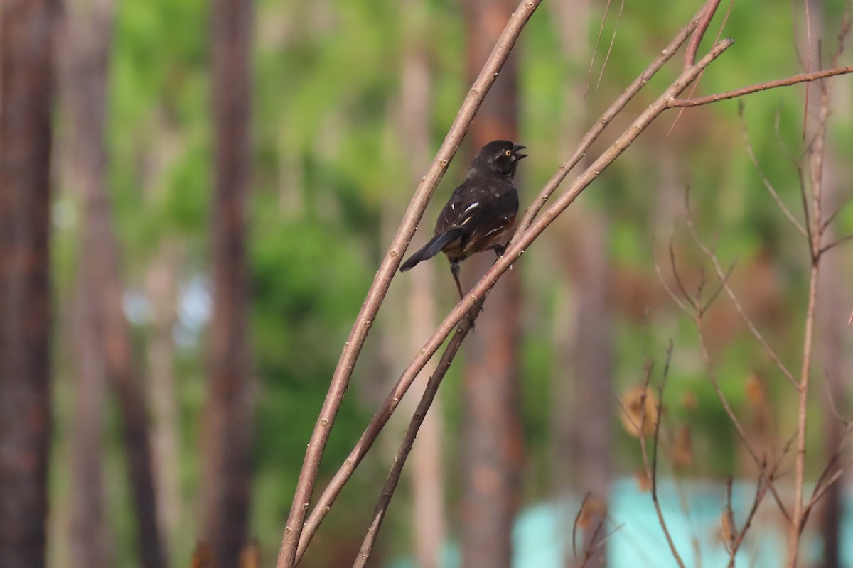 Eastern Towhee - ML658572456