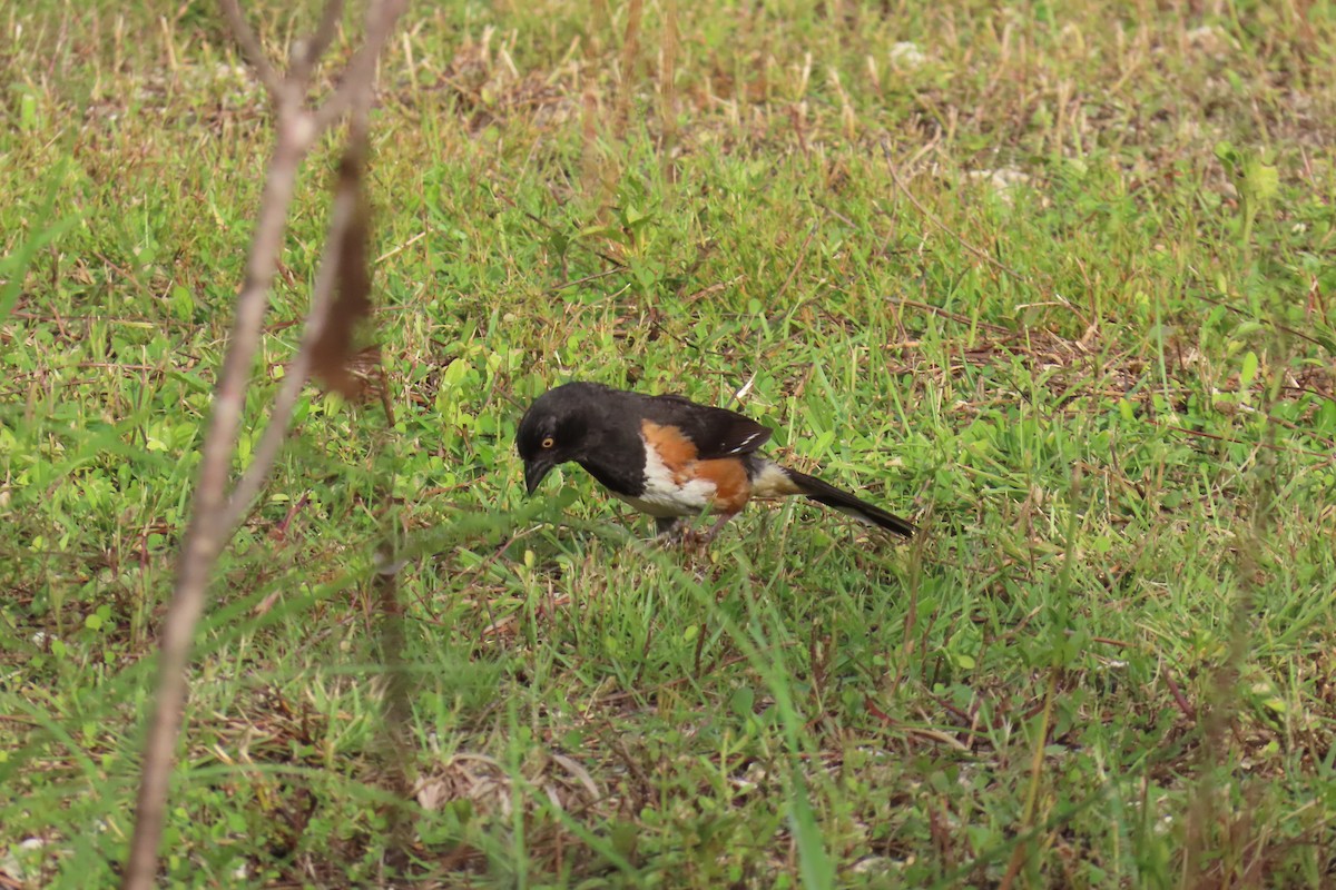 Eastern Towhee - ML658572457