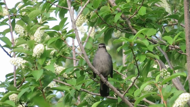 Katzenspottdrossel - ML658574006