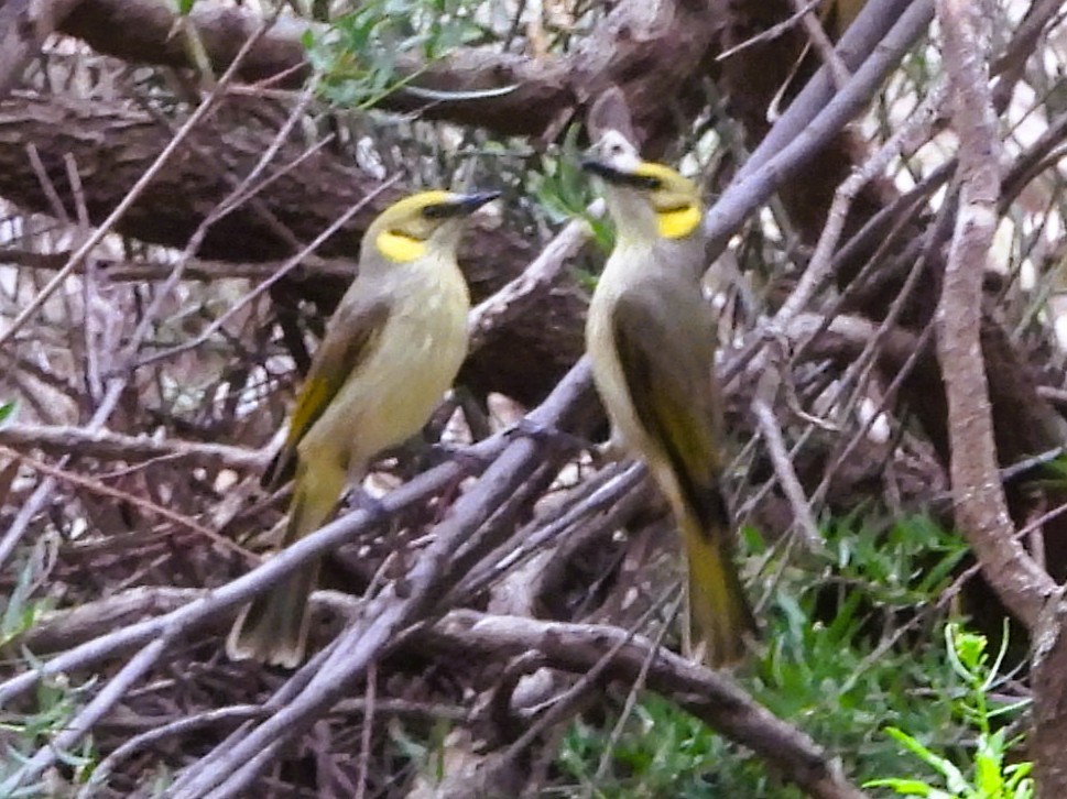 eBird Checklist - 24 May 2026 - Ikara-Flinders Ranges National Park ...