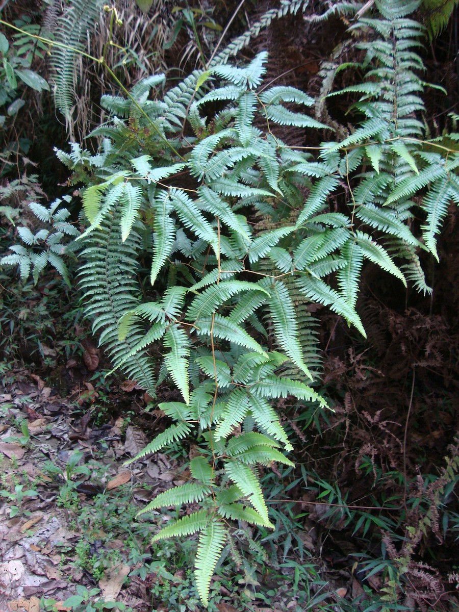 null - ML658574127
