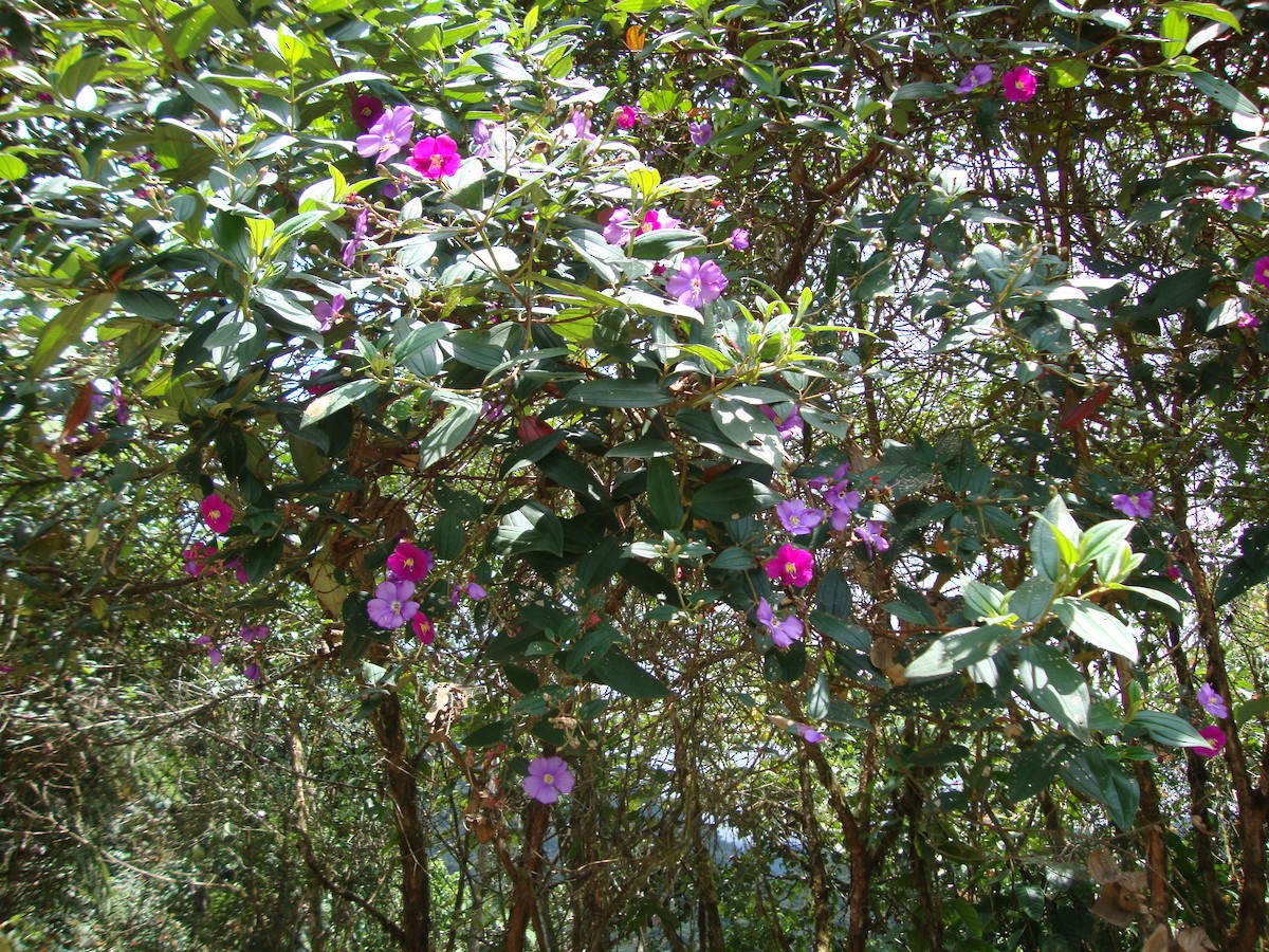 null - ML658574136