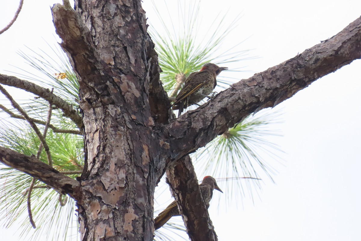 Northern Flicker - ML658575760