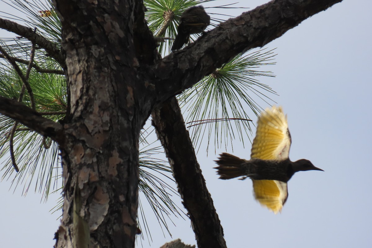 Northern Flicker - ML658575761