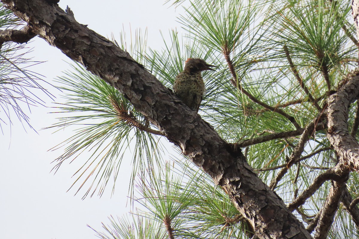 Northern Flicker - ML658575762
