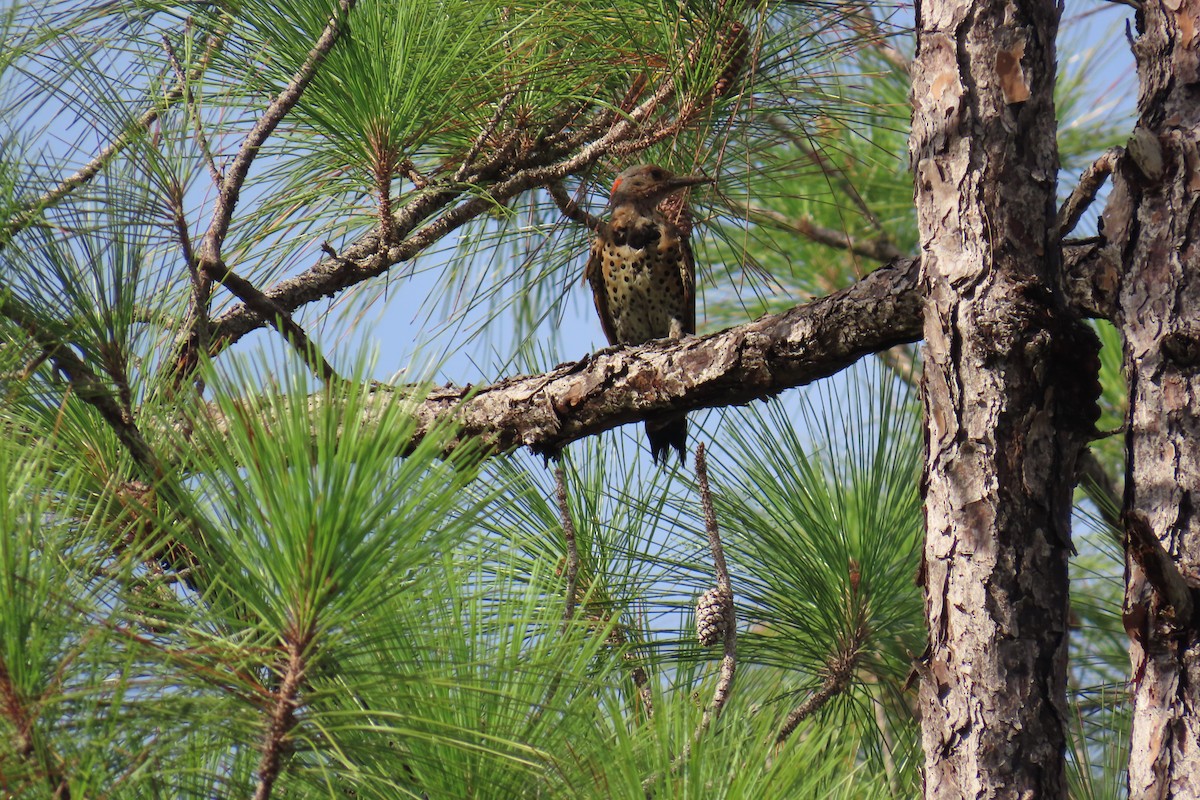 Northern Flicker - ML658575763