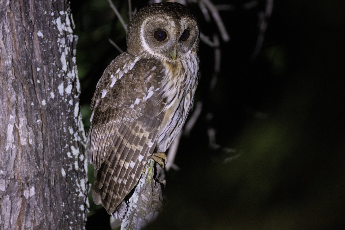 Mottled Owl - ML658576729