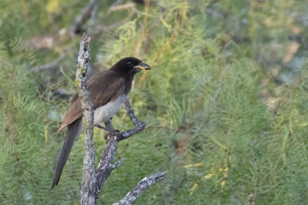 Brown Jay - ML658576798