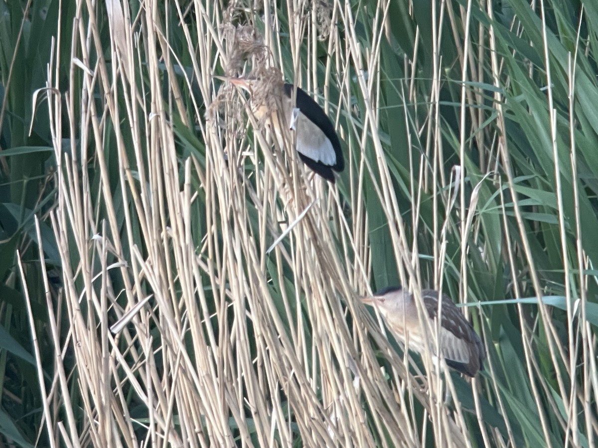 Little Bittern - ML658576839