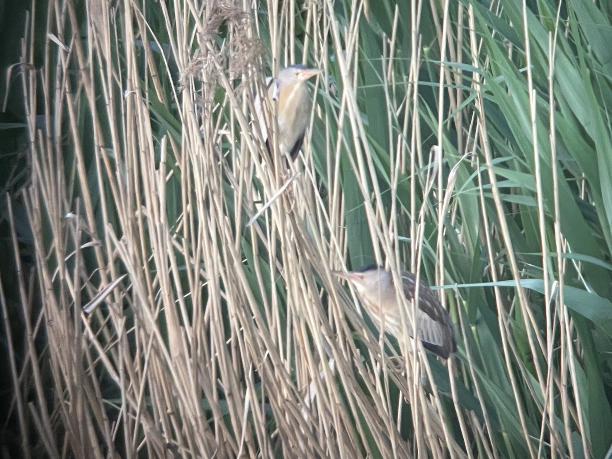 Little Bittern - ML658576840