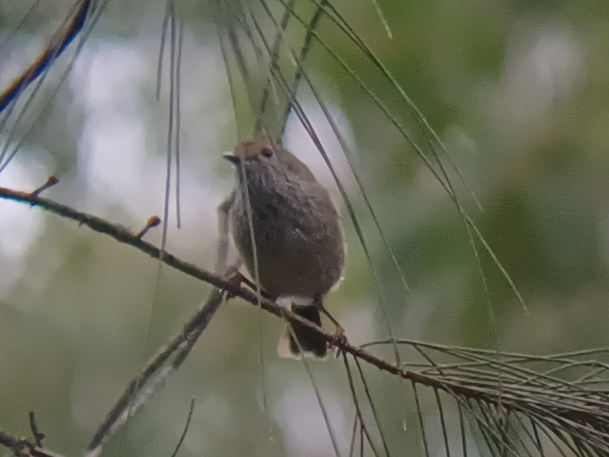 Brown Thornbill - ML658580772