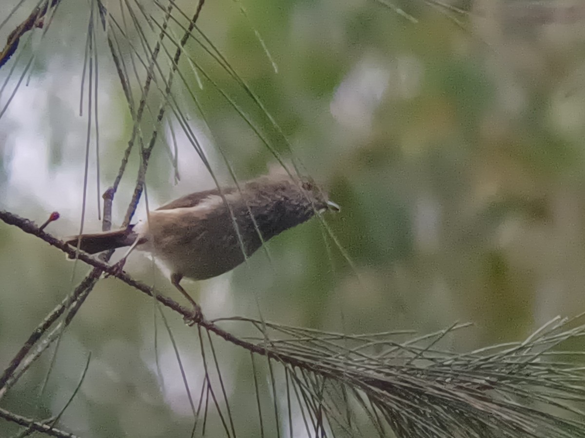 Brown Thornbill - ML658580773