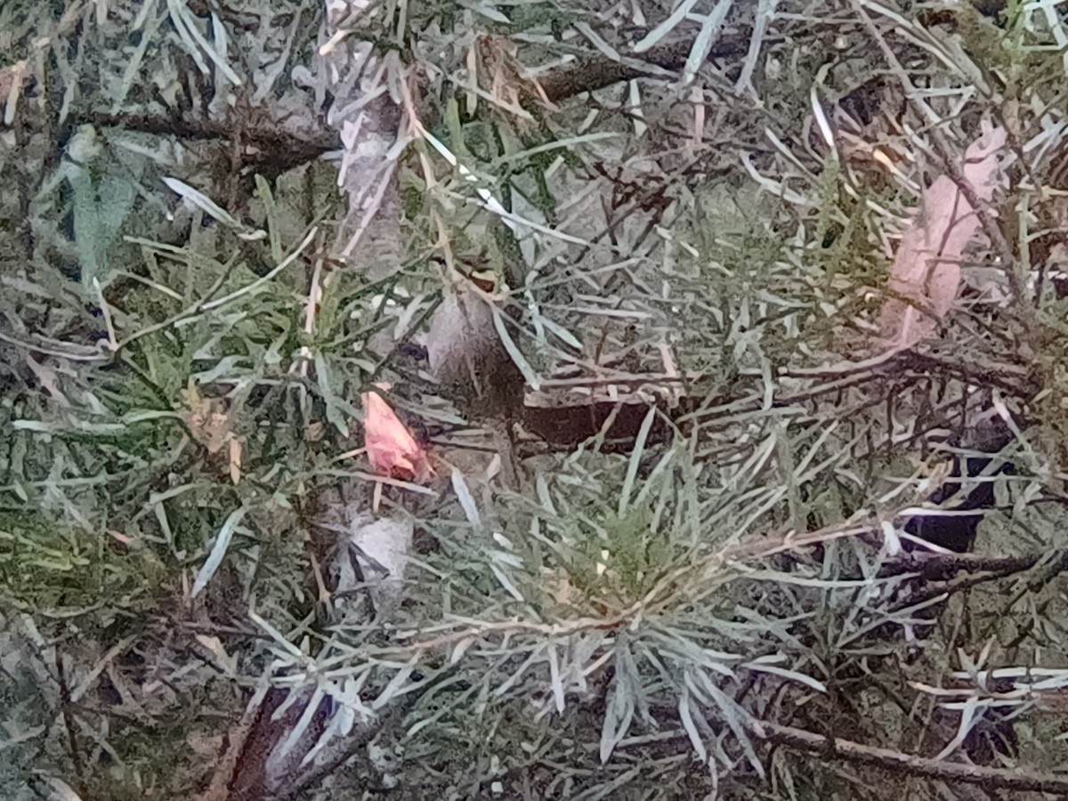 Yellow-faced Honeyeater - ML658580823