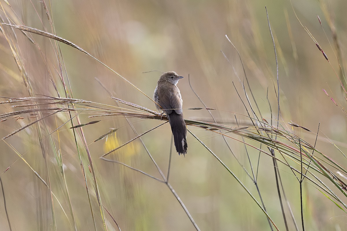 Fan-tailed Grassbird - ML658583017