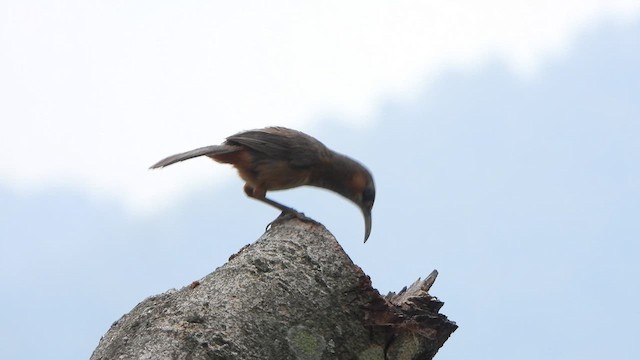 Rusty-cheeked Scimitar-Babbler - ML658583034