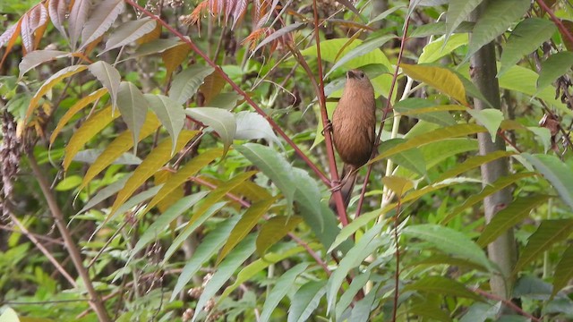 Bhutan Laughingthrush - ML658583057