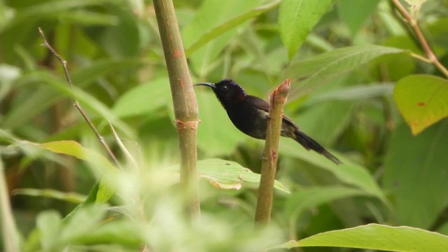 Black-throated Sunbird - ML658583155