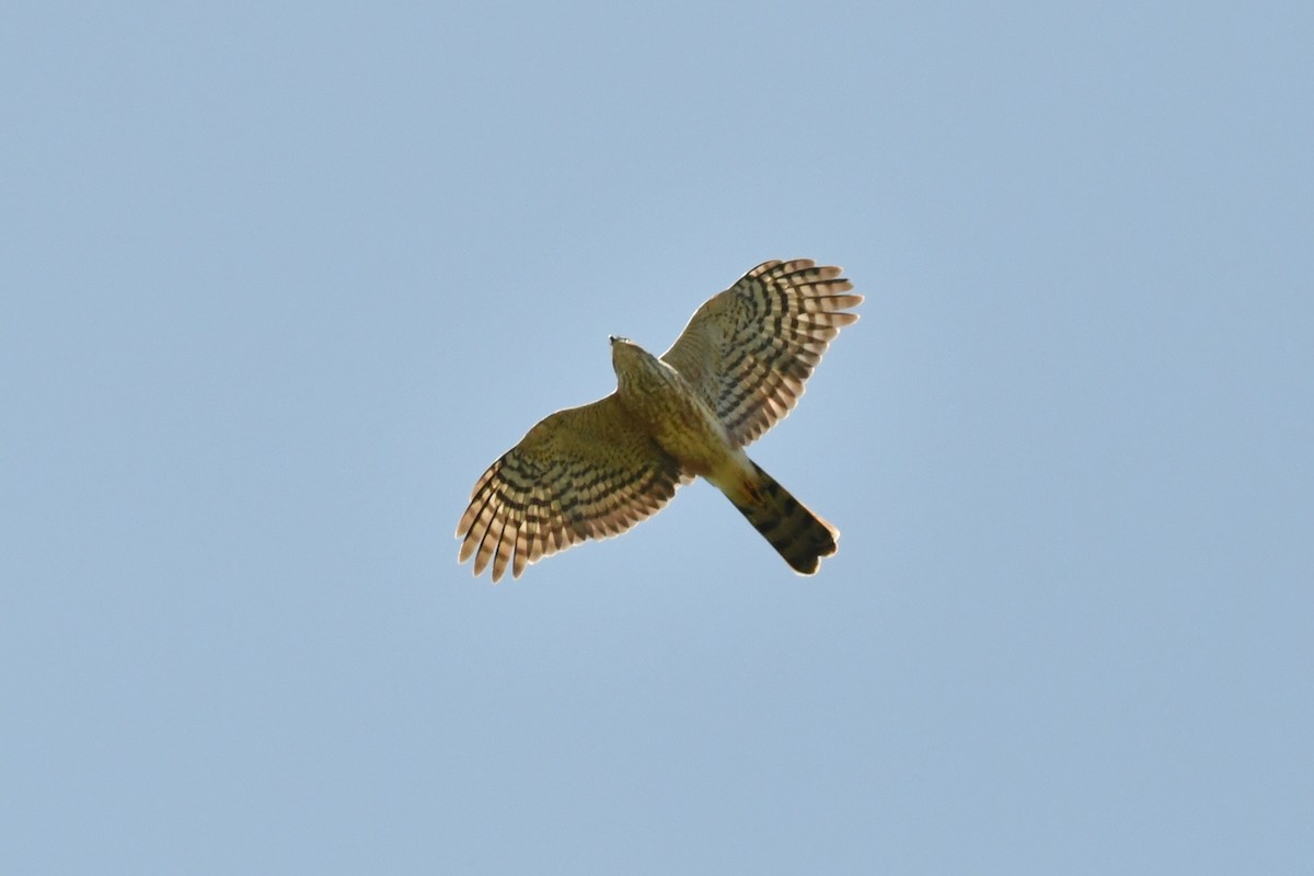 African Goshawk - ML658583490