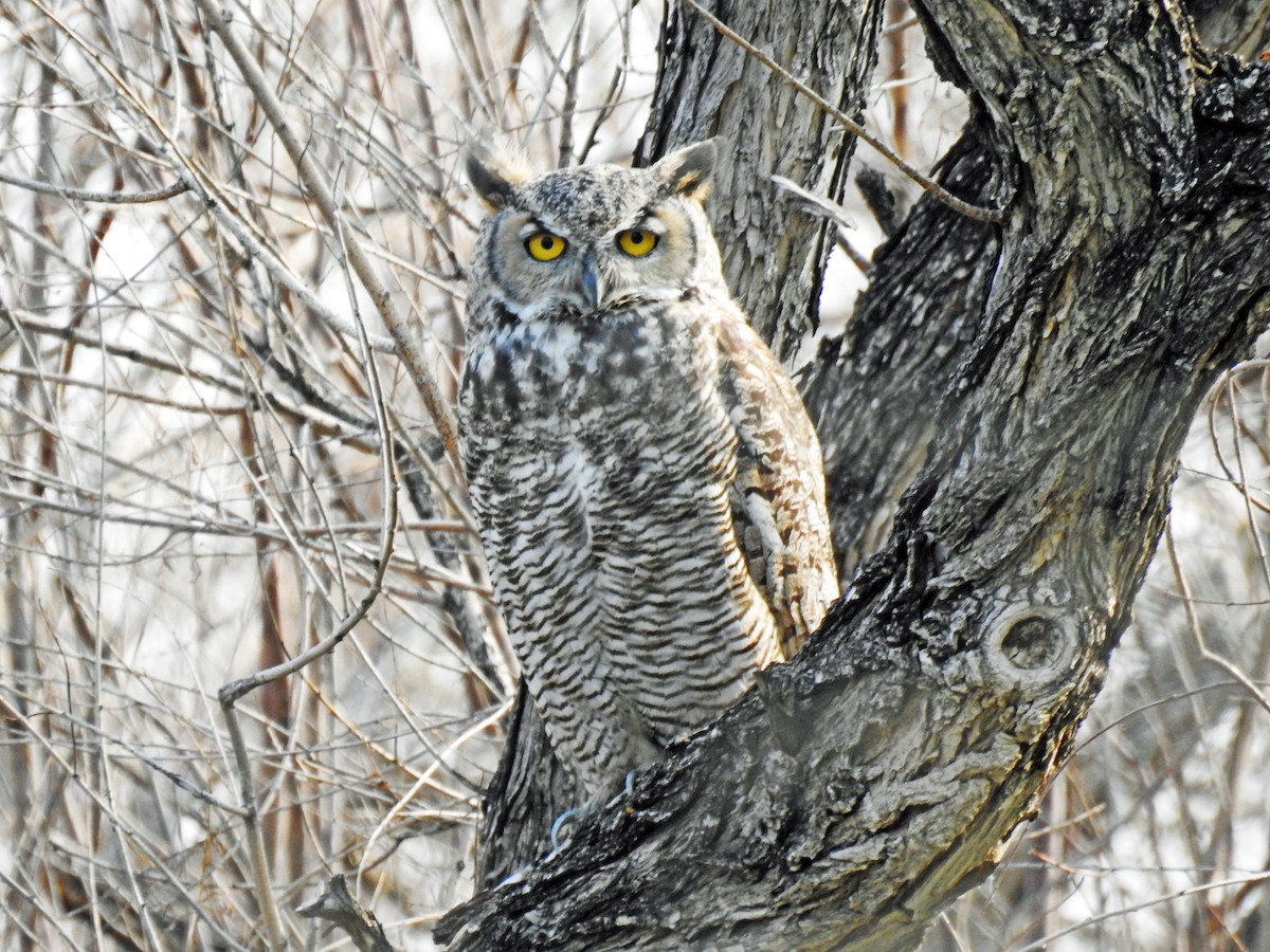 Great Horned Owl - ML65858401