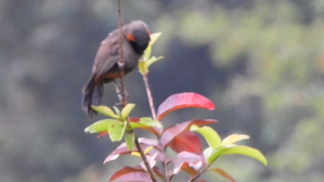 Rufous-necked Laughingthrush - ML658585433