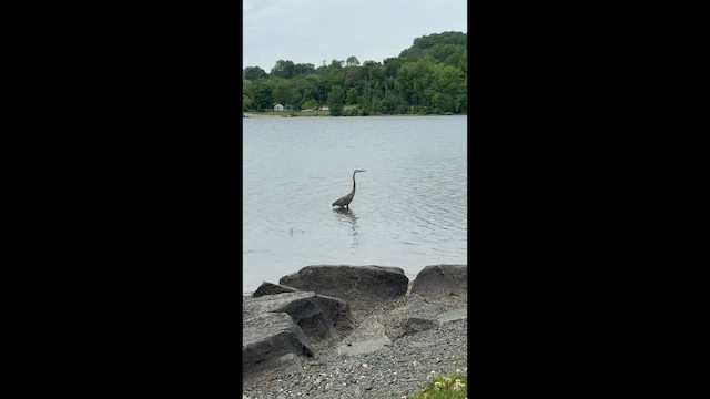 Great Blue Heron - ML658588162
