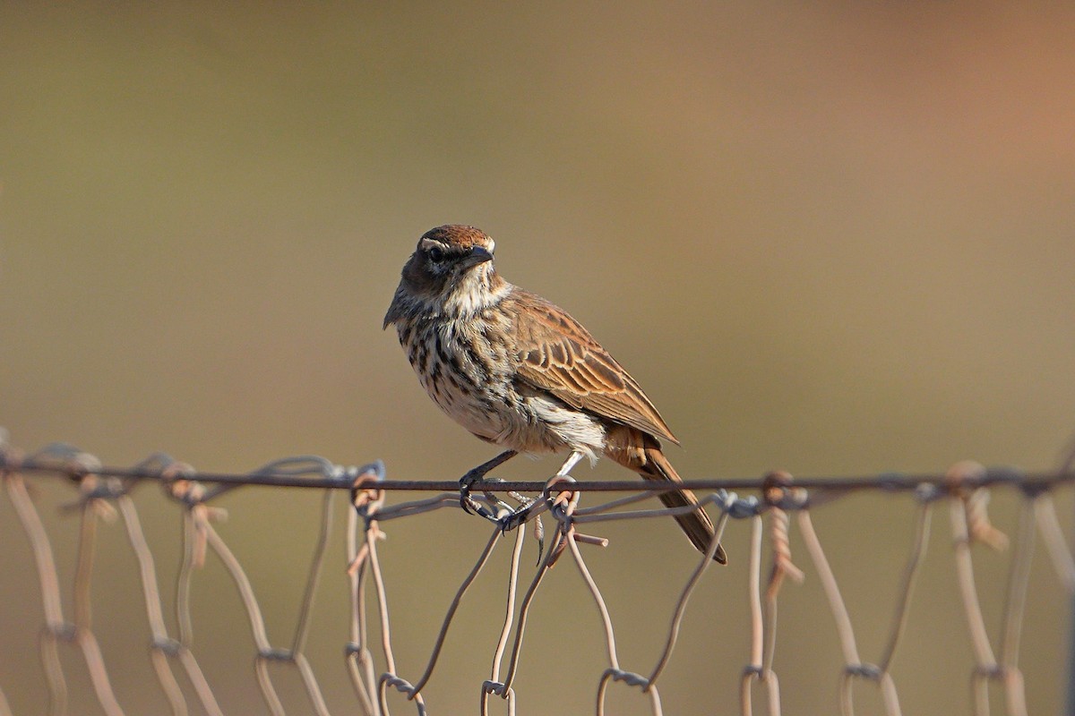 Karoo Lark - ML658588318