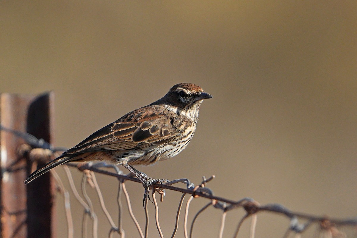 Karoo Lark - ML658588319