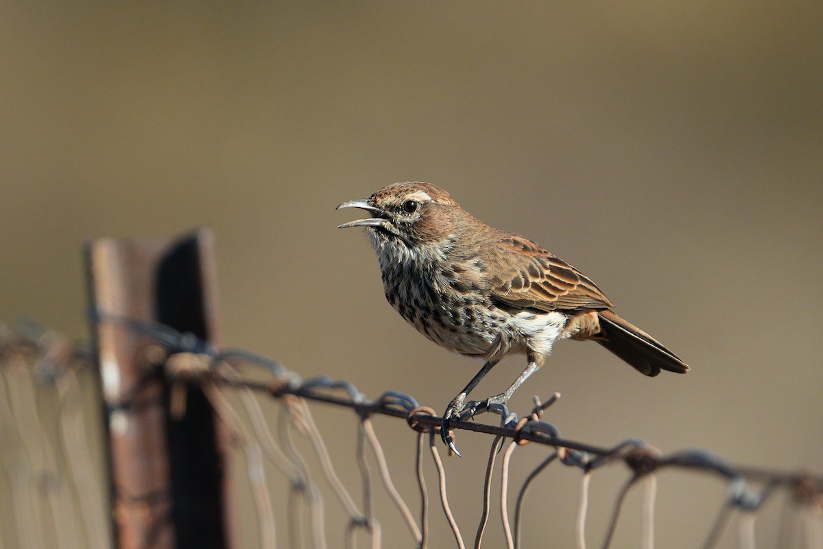 Karoo Lark - ML658588320