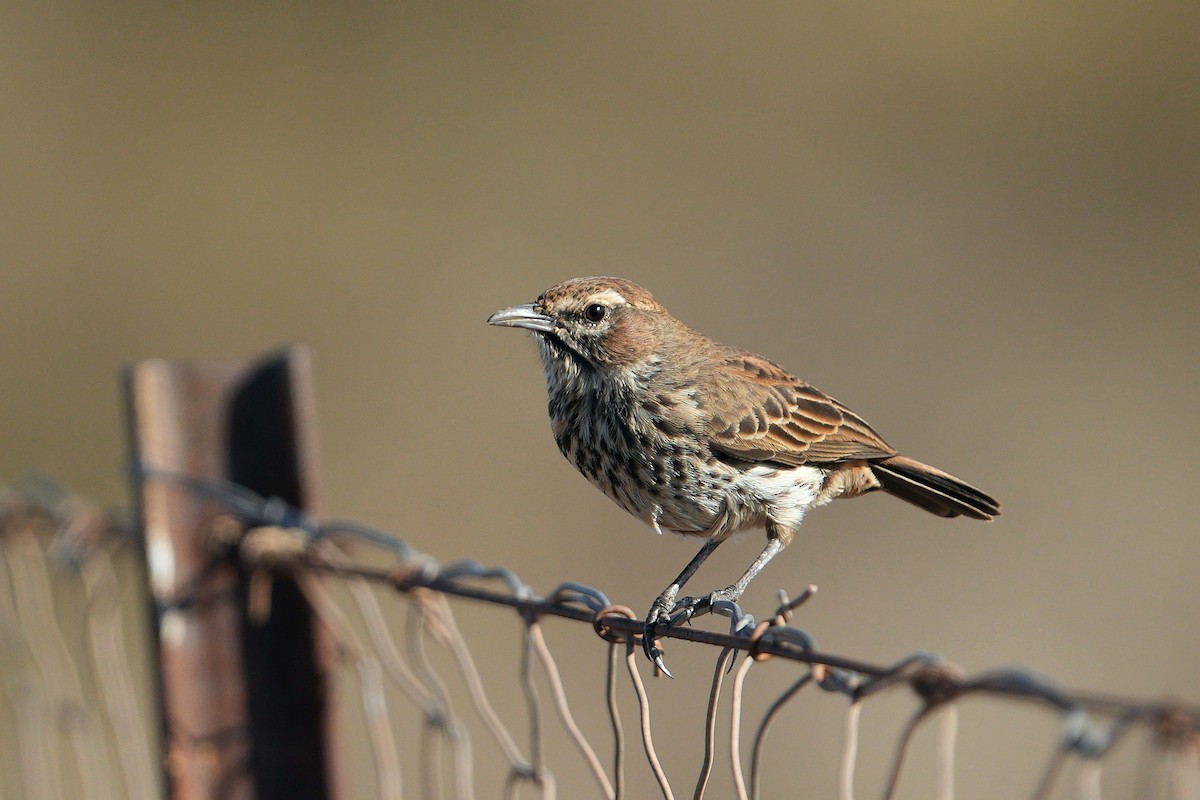 Karoo Lark - ML658588321