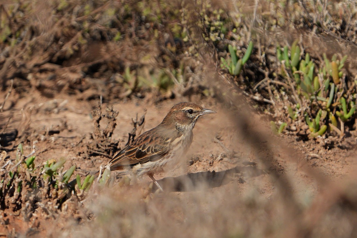 Karoo Lark - ML658588322