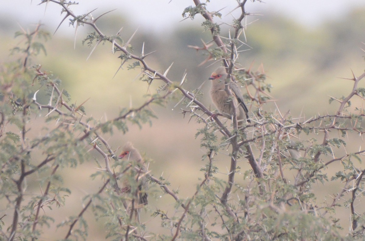 Red-faced Mousebird - ML658588832