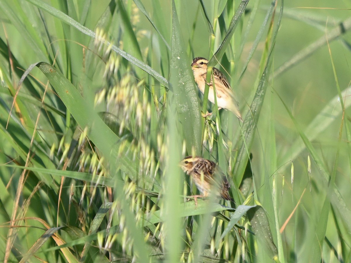 Yellow-crowned Bishop - ML658591325