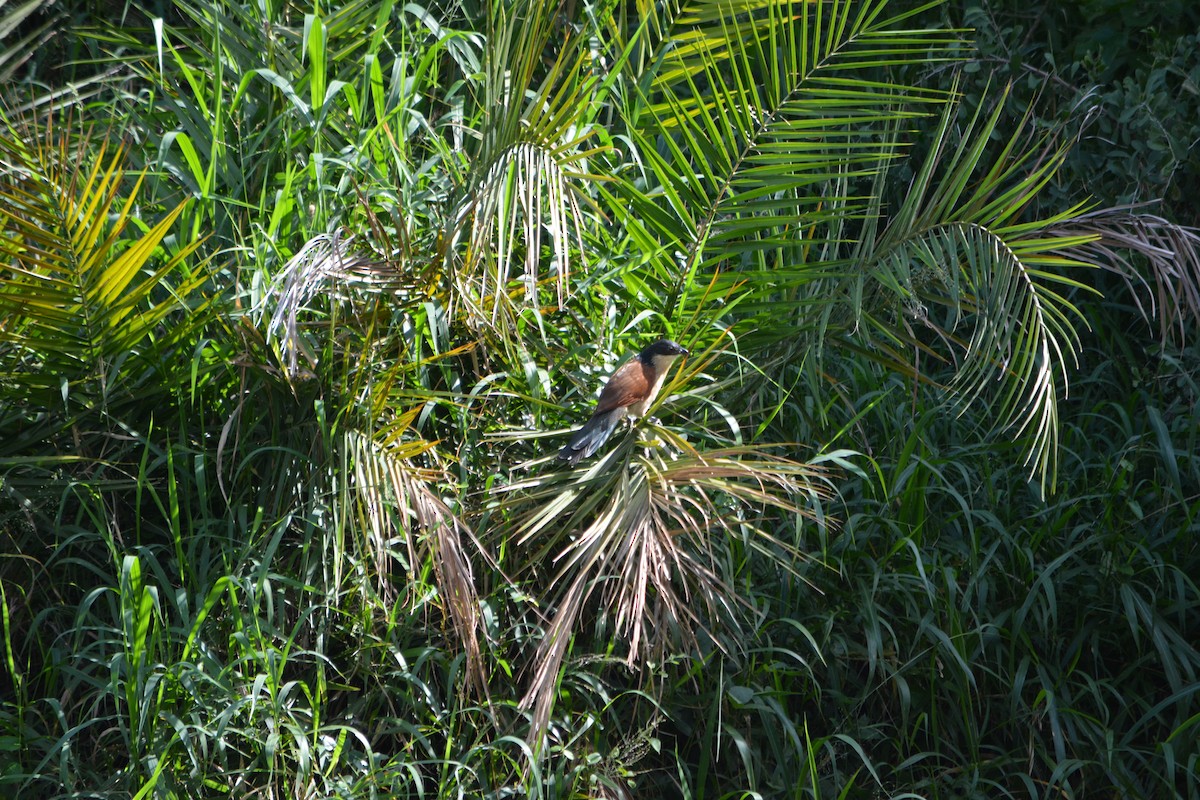 Burchell's Coucal - ML658591423