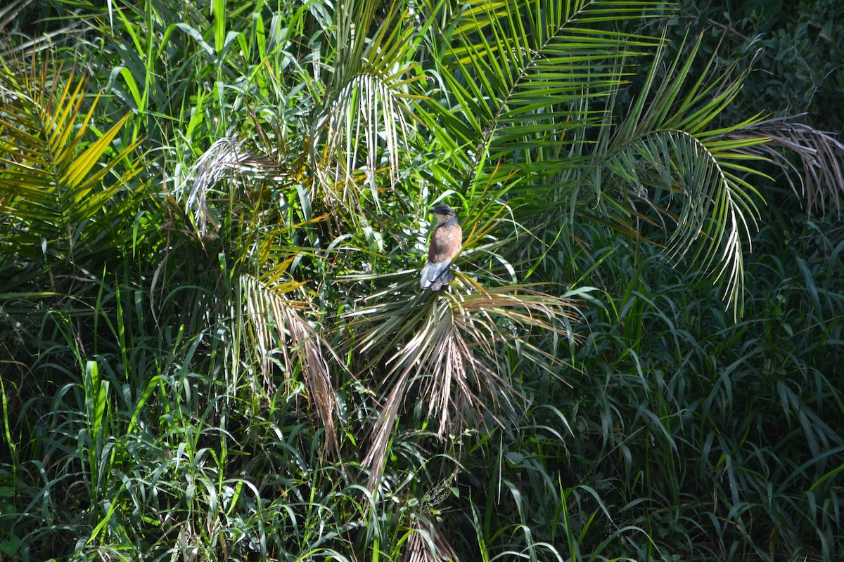 Burchell's Coucal - ML658591426