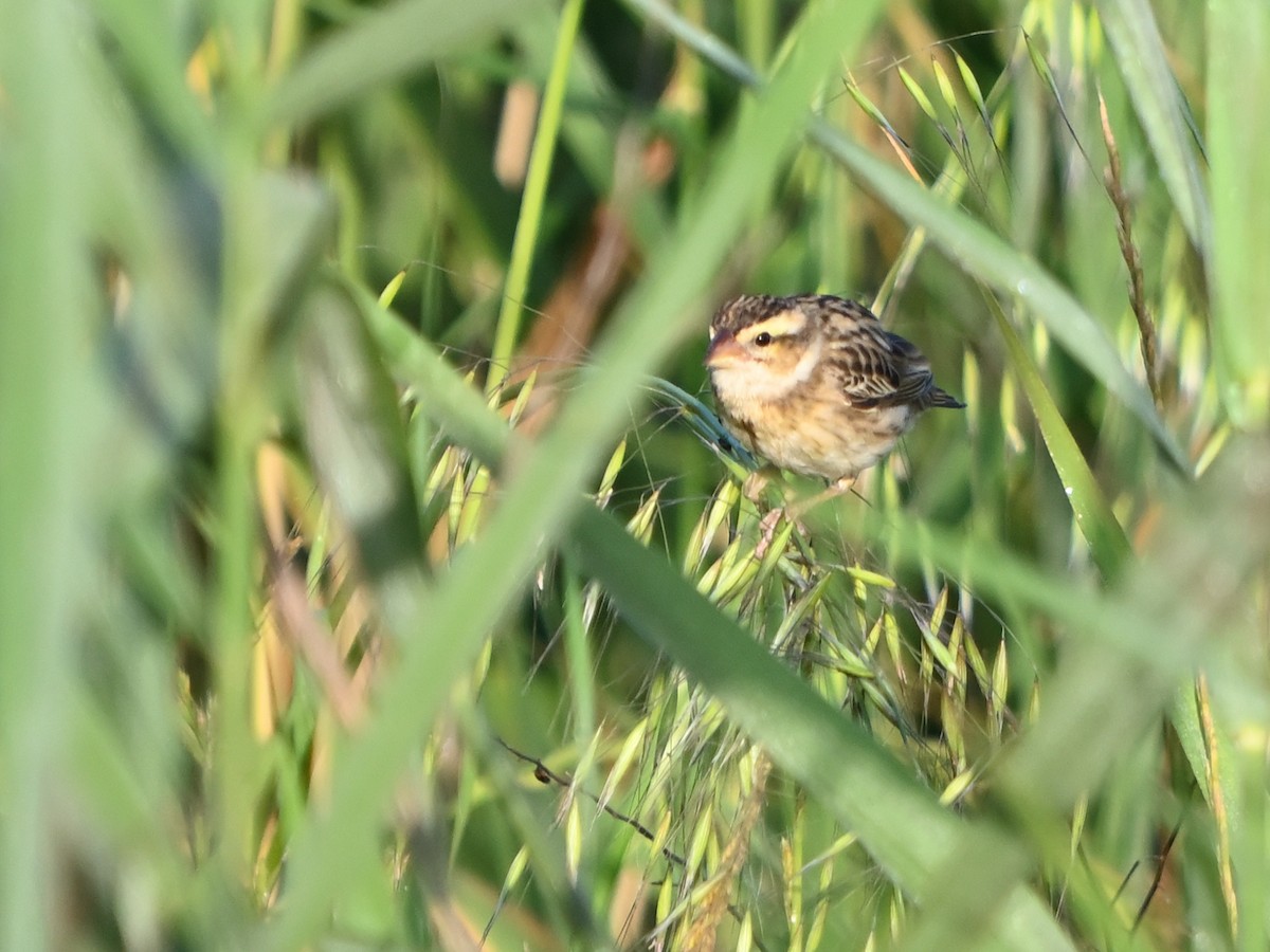 Yellow-crowned Bishop - ML658591718