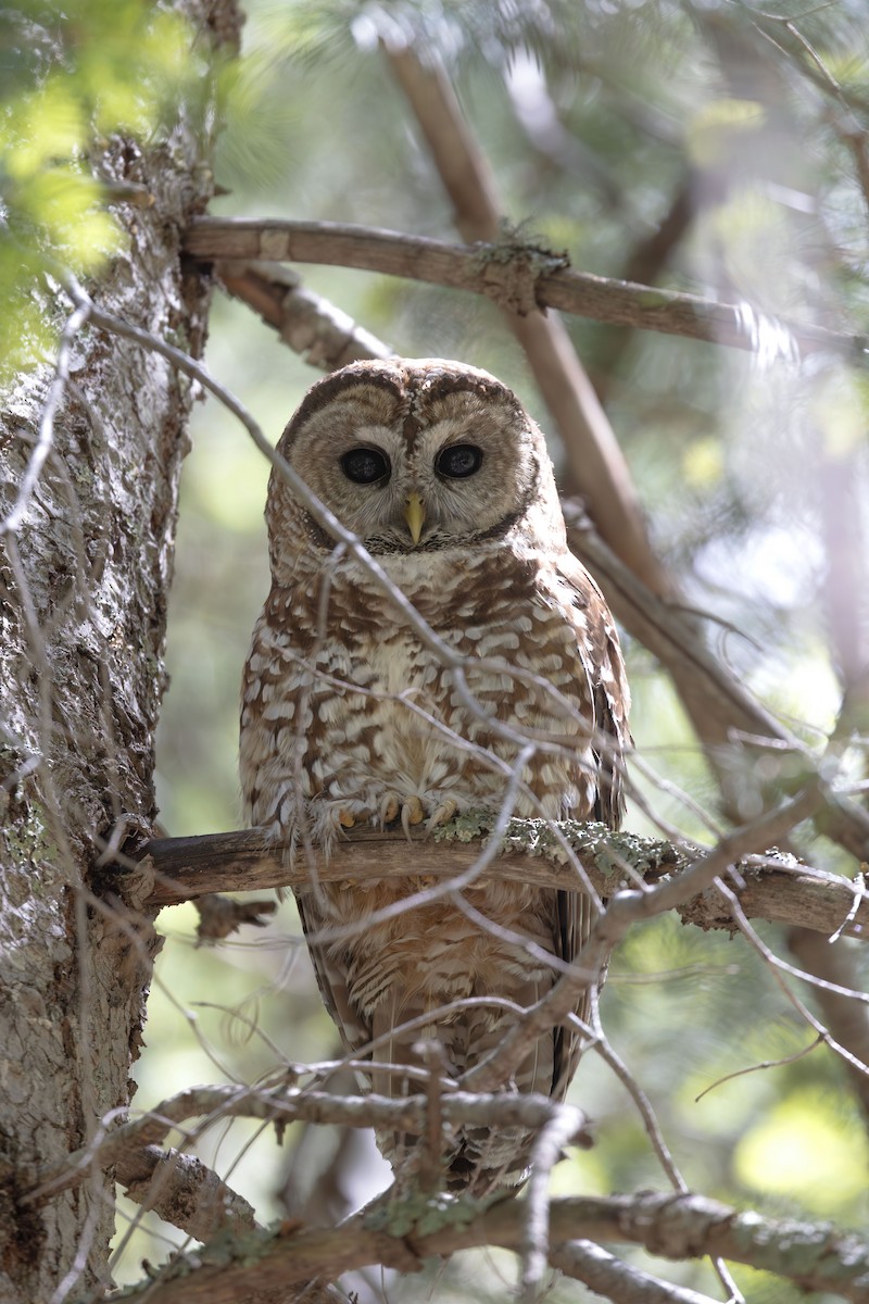 Spotted Owl (Mexican) - ML658594137
