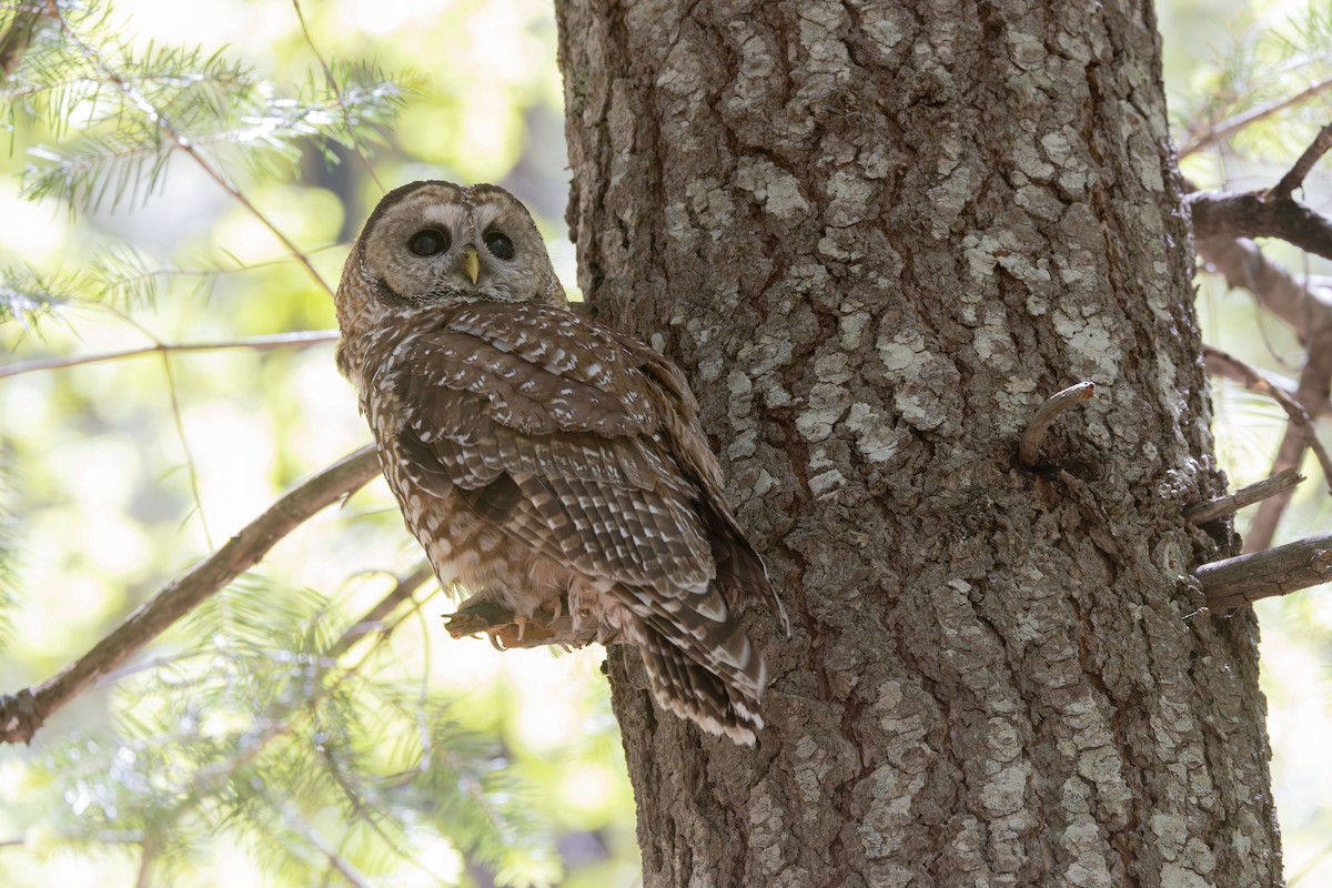 Spotted Owl (Mexican) - ML658594138