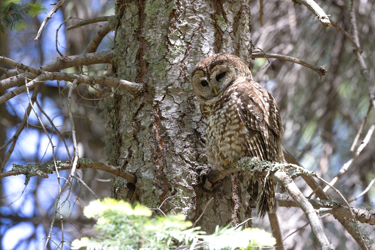 Spotted Owl (Mexican) - ML658594139