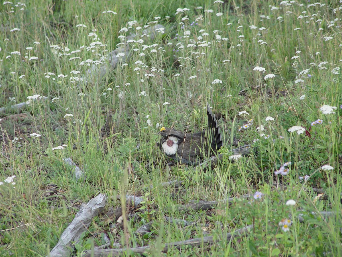 Greater Sage-Grouse - ML658595203