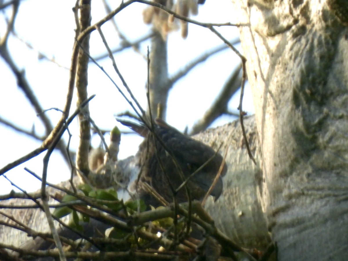 Гарпія гвіанська - ML658595399