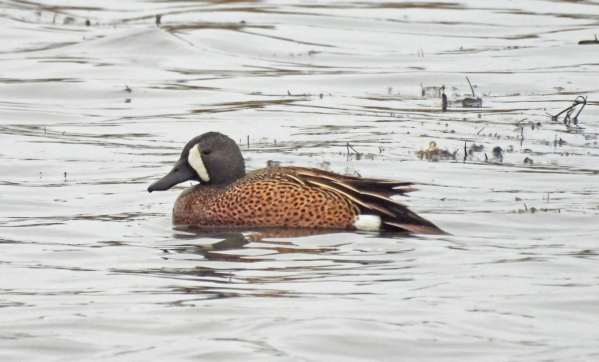 eBird Checklist - 28 May 2026 - Hartlen Point - 49 species