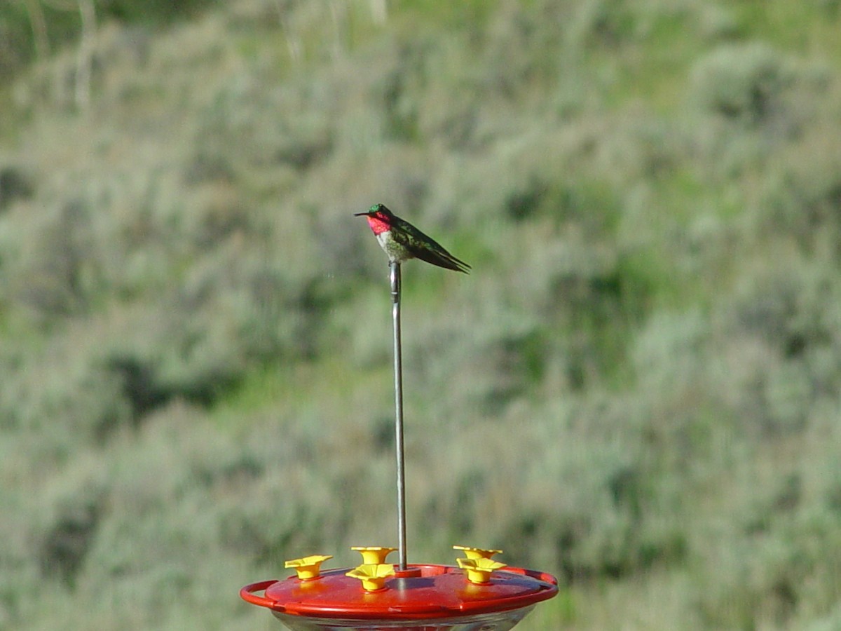 Broad-tailed Hummingbird - ML658595583
