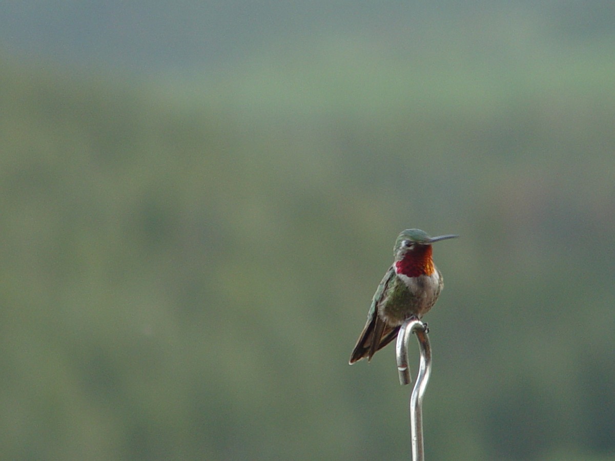 Broad-tailed Hummingbird - ML658595717