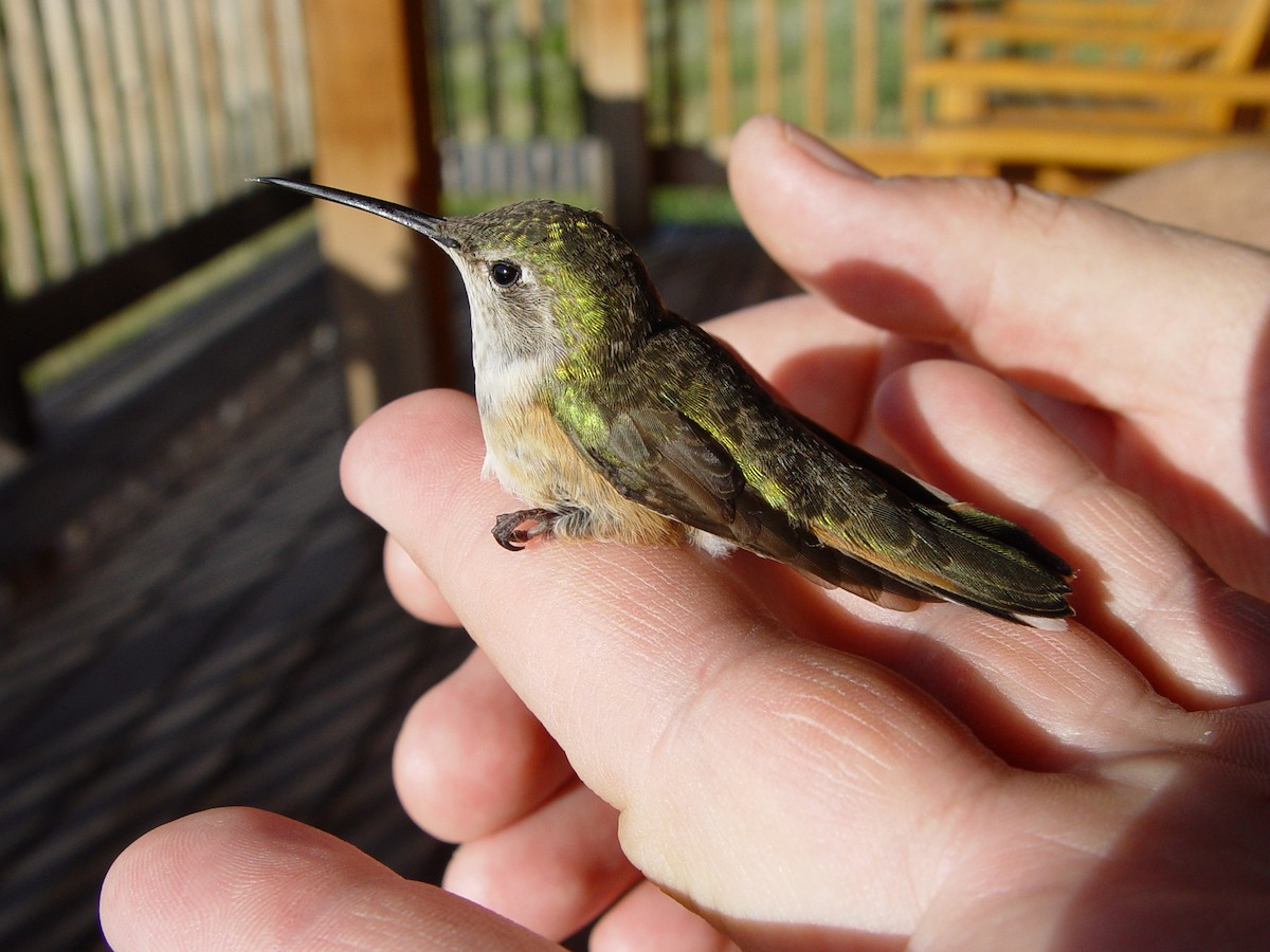 Calliope Hummingbird - ML658595787