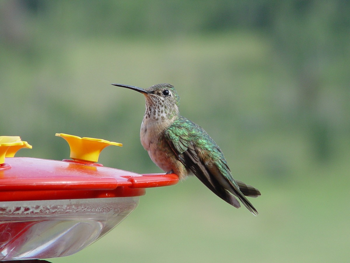 Calliope Hummingbird - ML658595805
