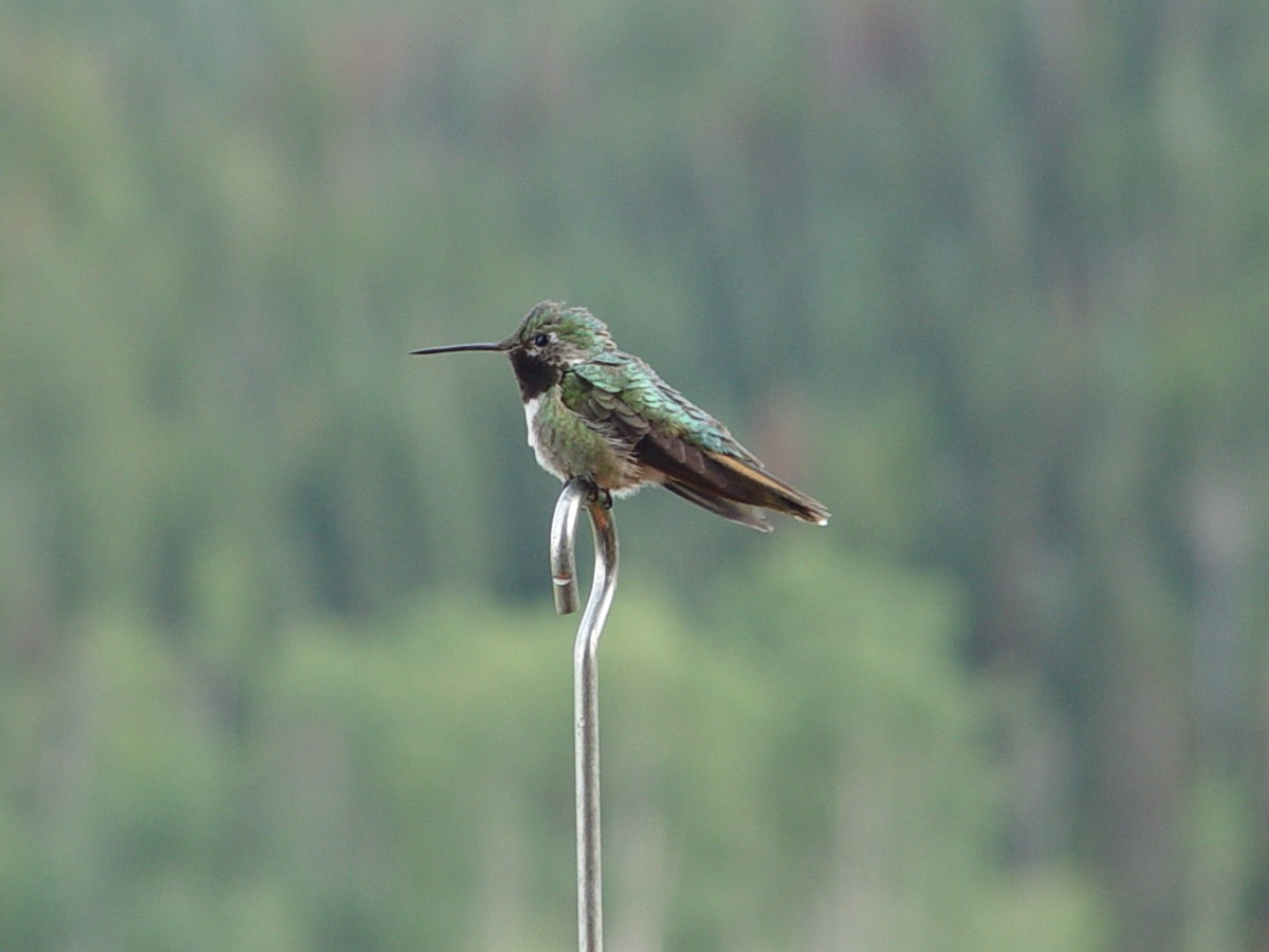 Broad-tailed Hummingbird - ML658595926
